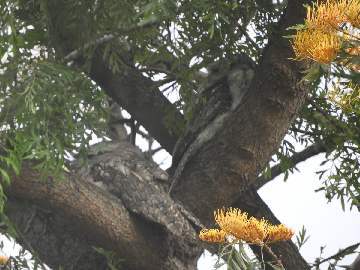 オーストラリアガマグチヨタカ - ML647158276