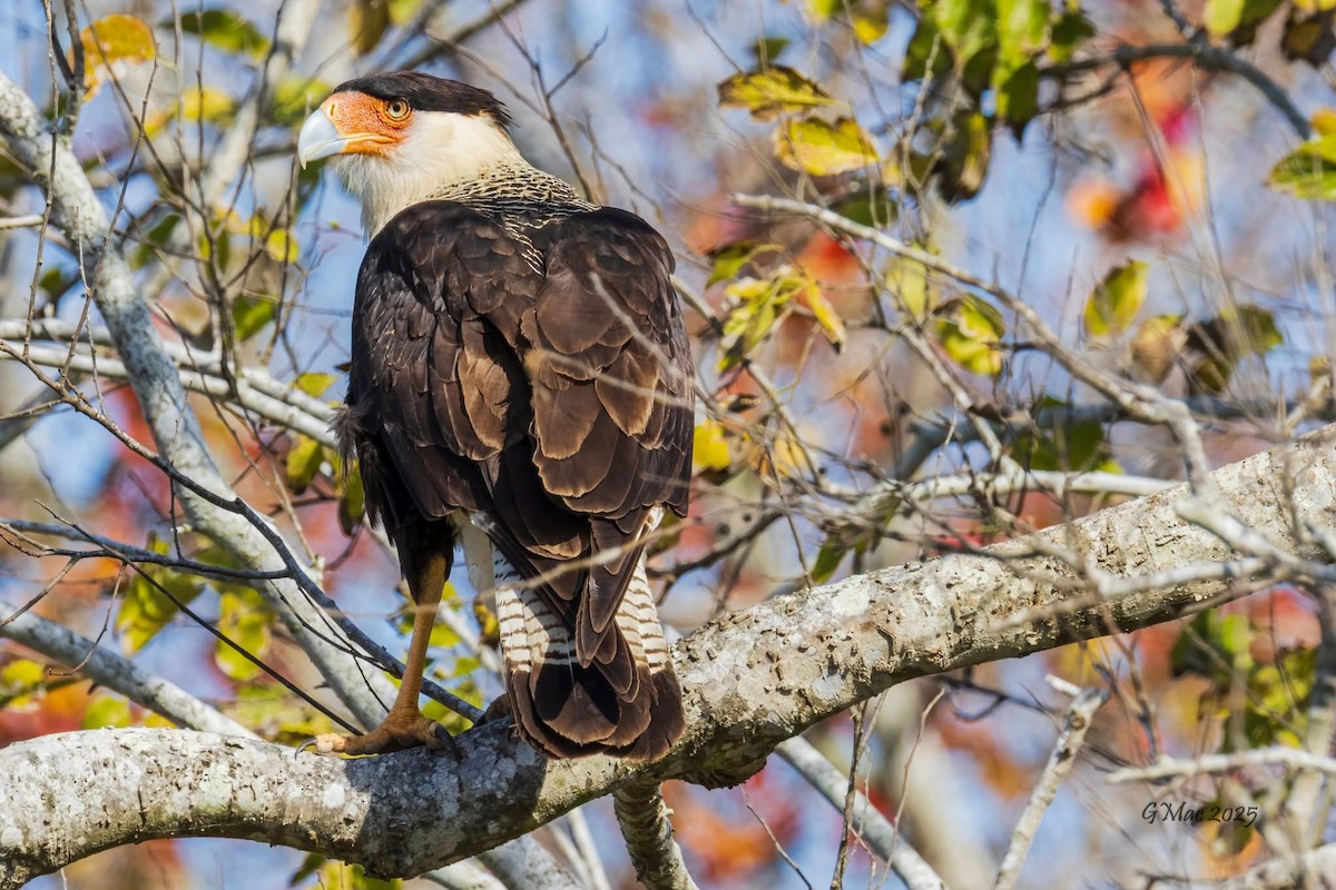 Crested Caracara - ML647158277