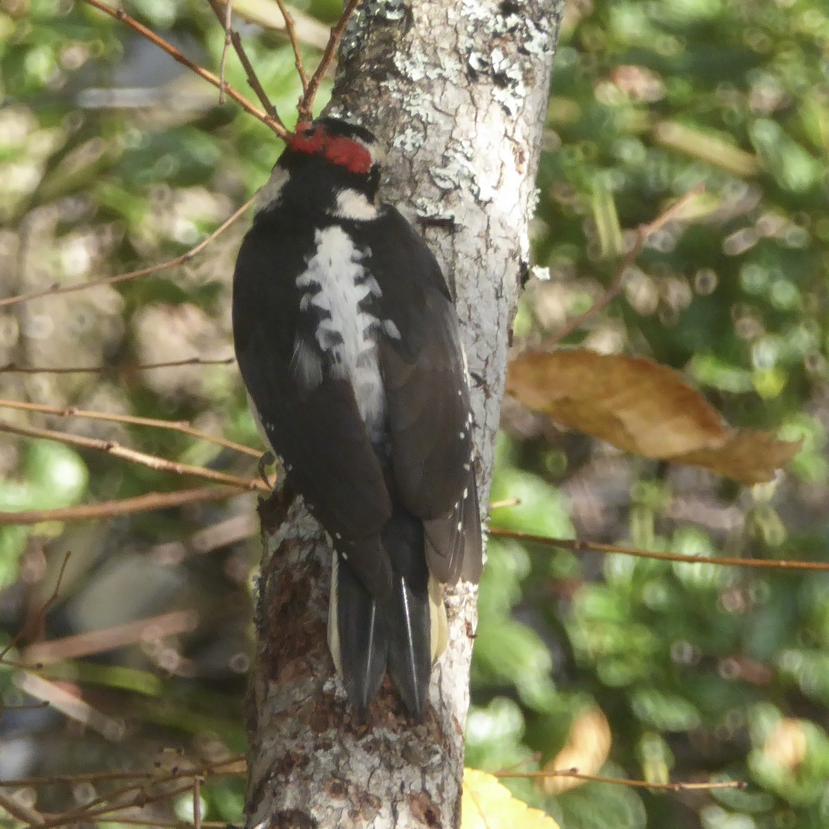 セジロアカゲラ - ML647158278