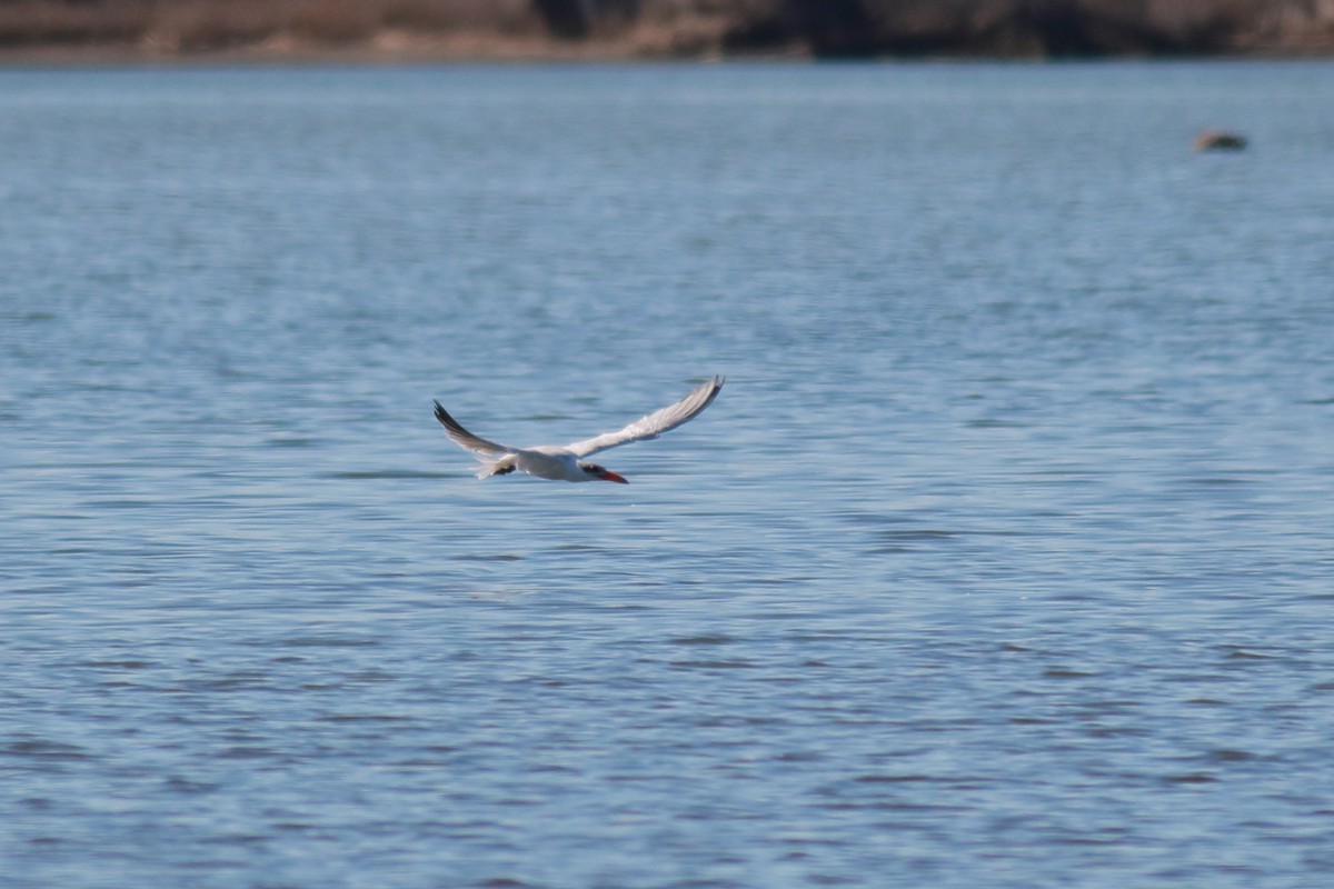 オニアジサシ - ML647158279