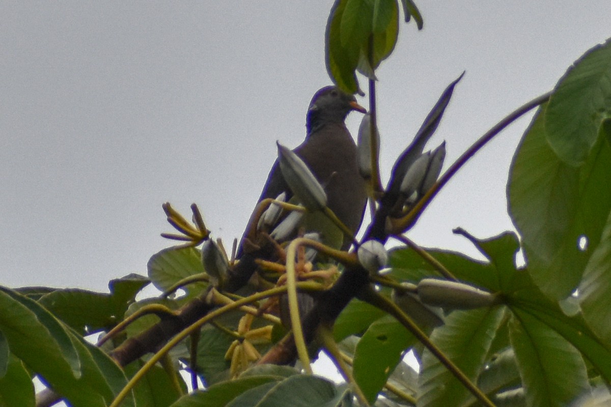 オビオバト - ML647158280