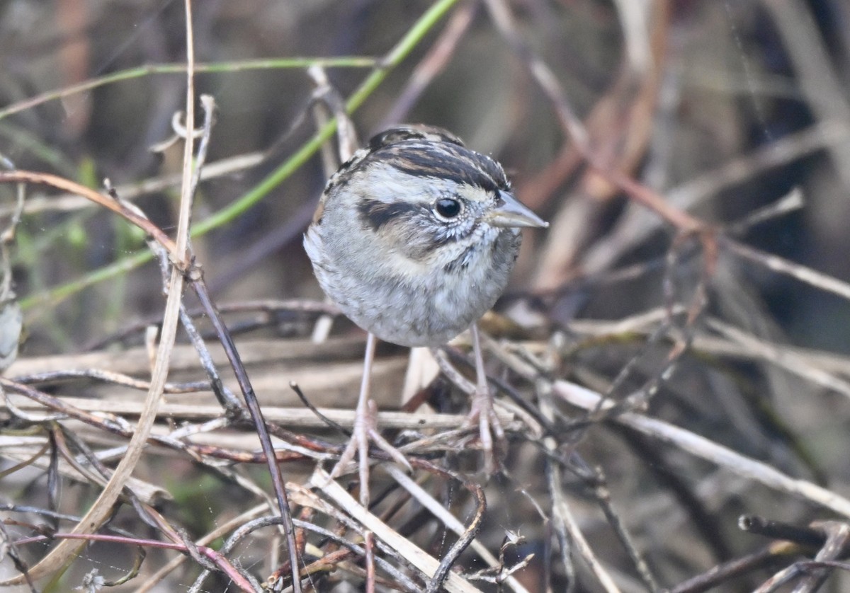 ヌマウタスズメ - ML647158281