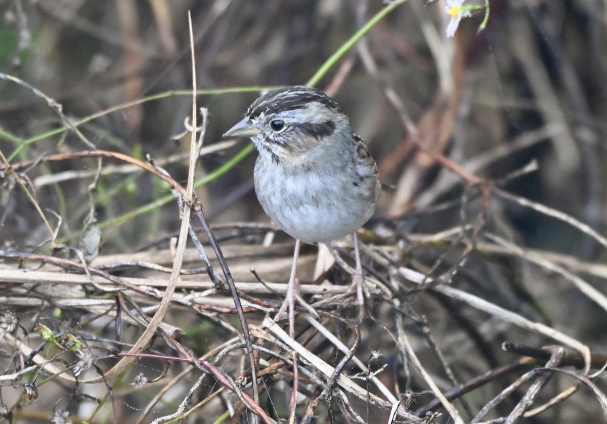 ヌマウタスズメ - ML647158282