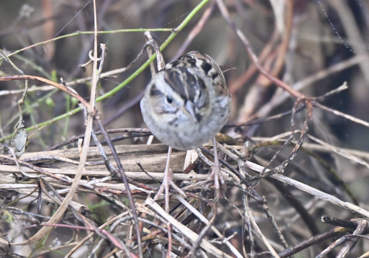 ヌマウタスズメ - ML647158283