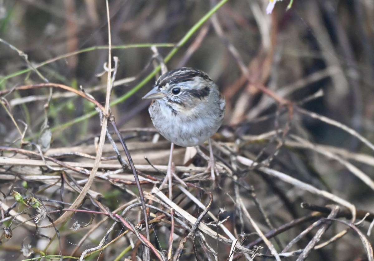 ヌマウタスズメ - ML647158284