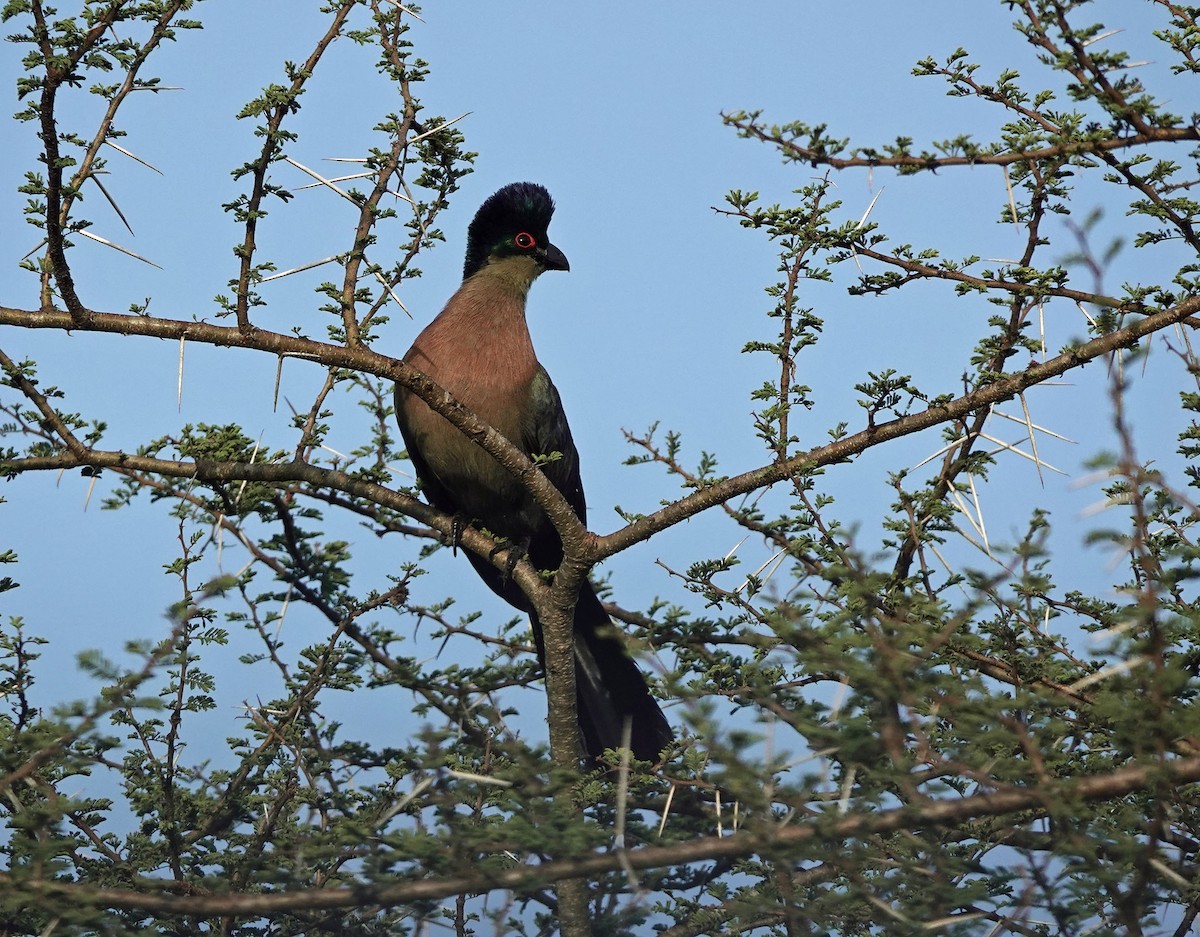 ズグロエボシドリ - ML647158285