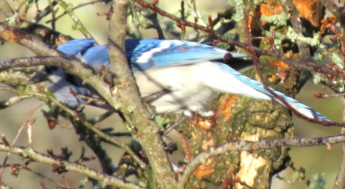 Сизойка блакитна - ML647158286