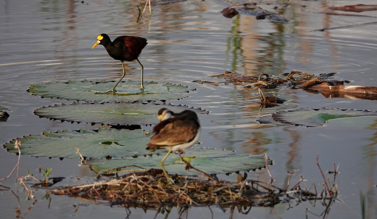 アメリカレンカク - ML647158287