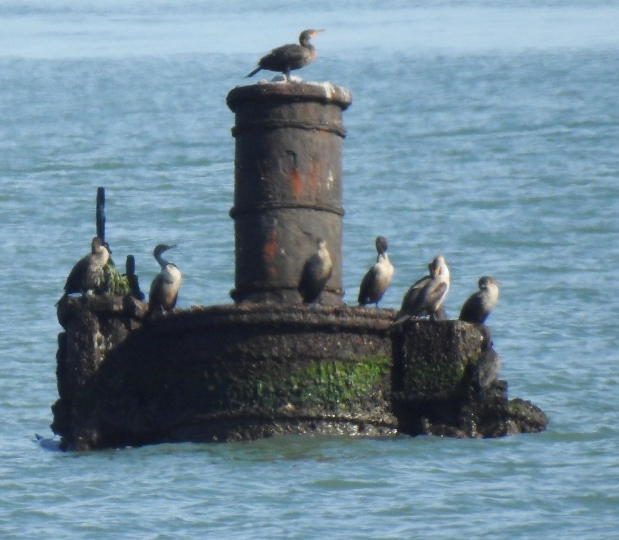 ミミヒメウ - ML647158288