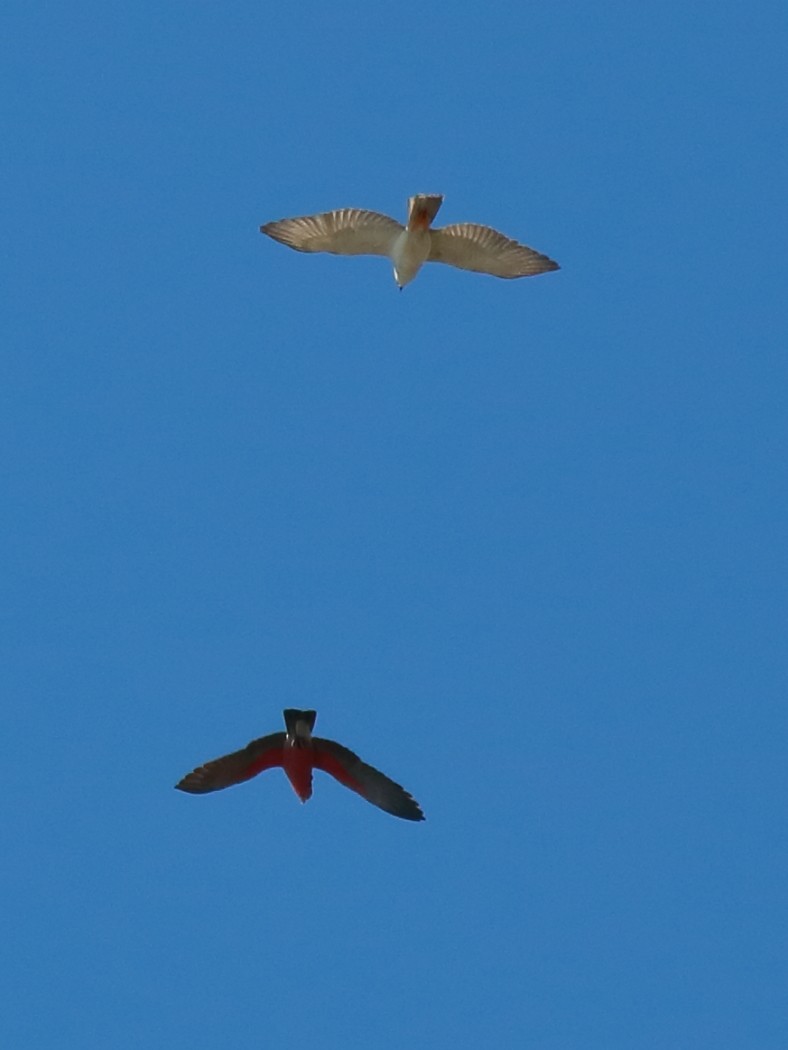 ハイイロオオタカ - ML647158290