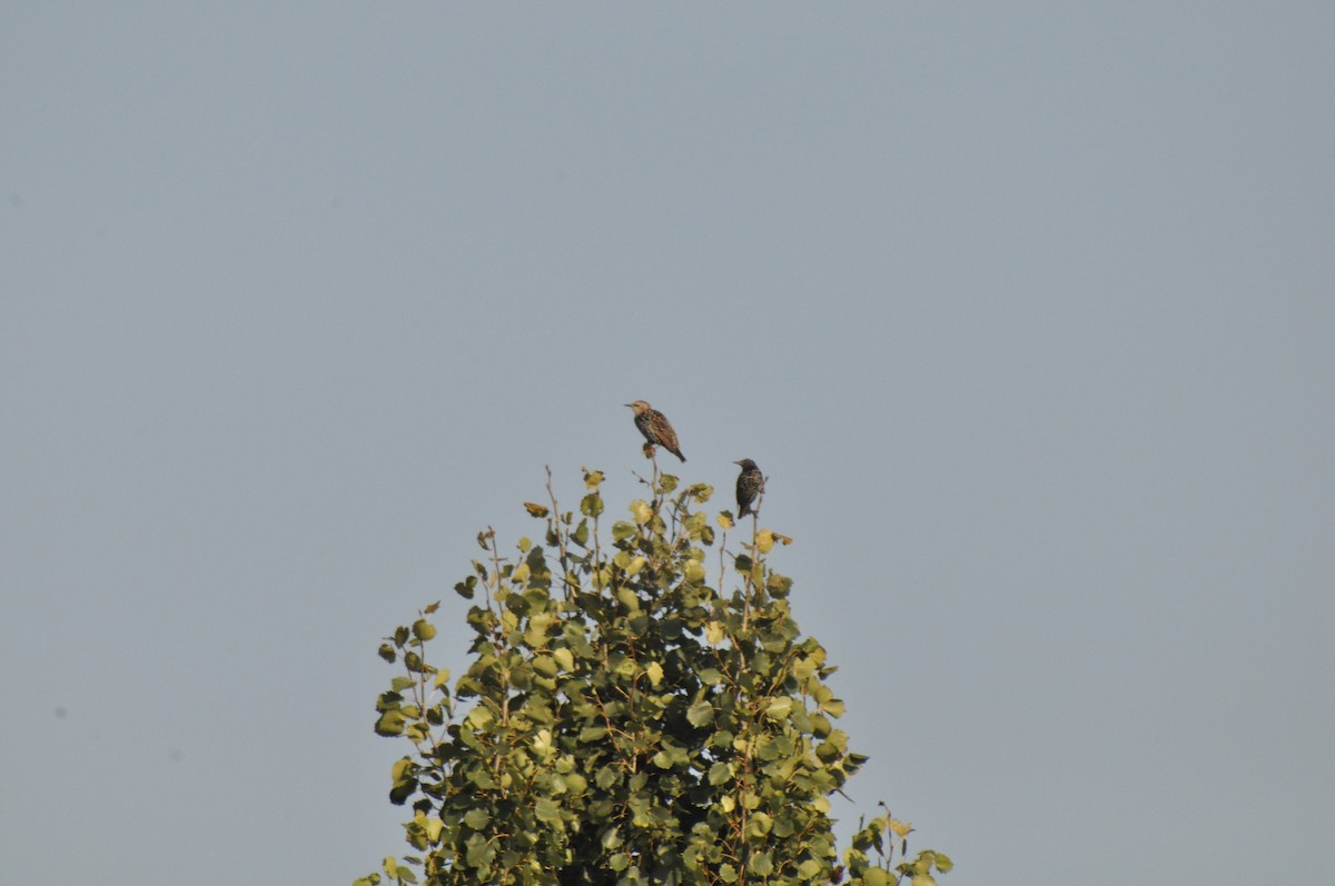 ホシムクドリ - ML647158294