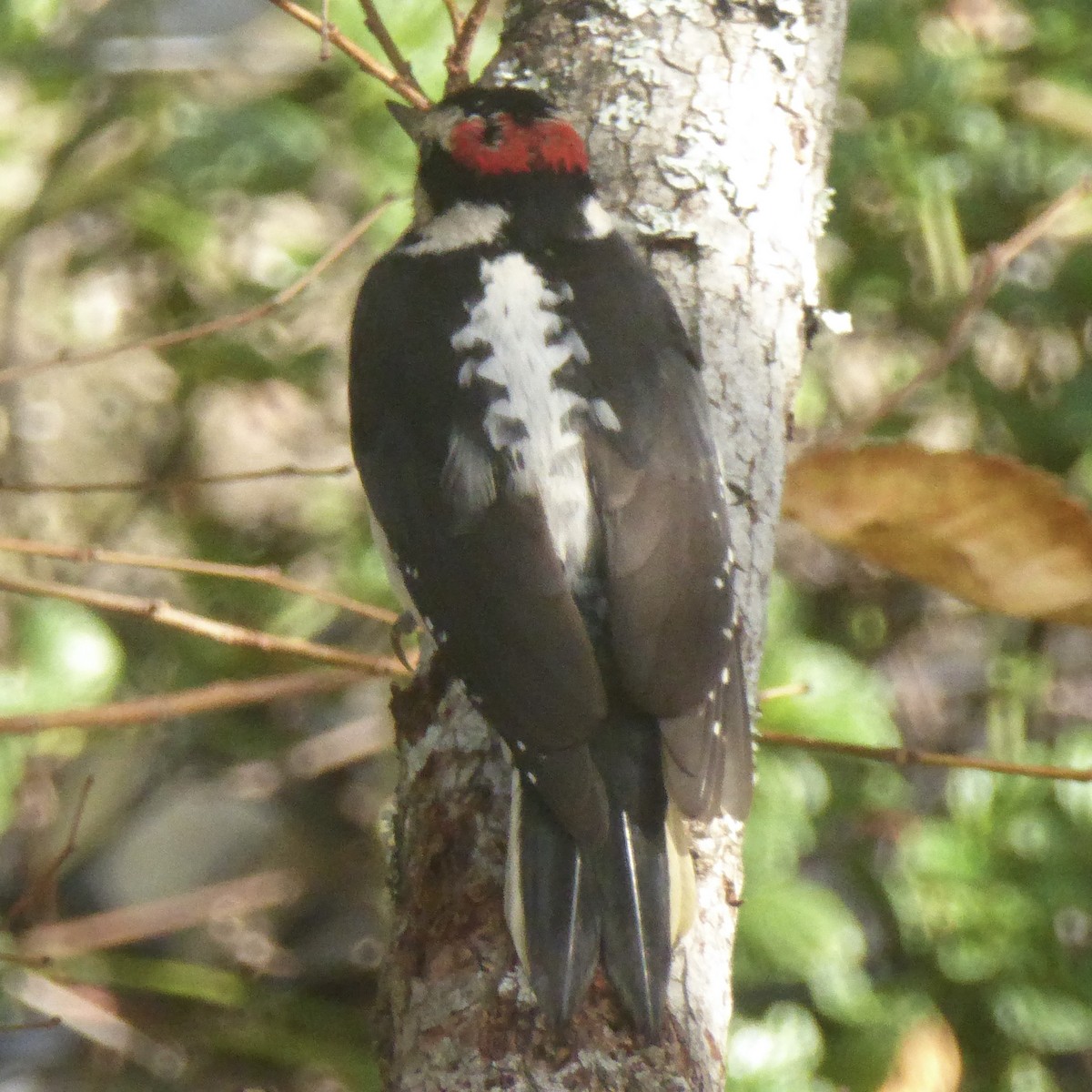 セジロアカゲラ - ML647158297