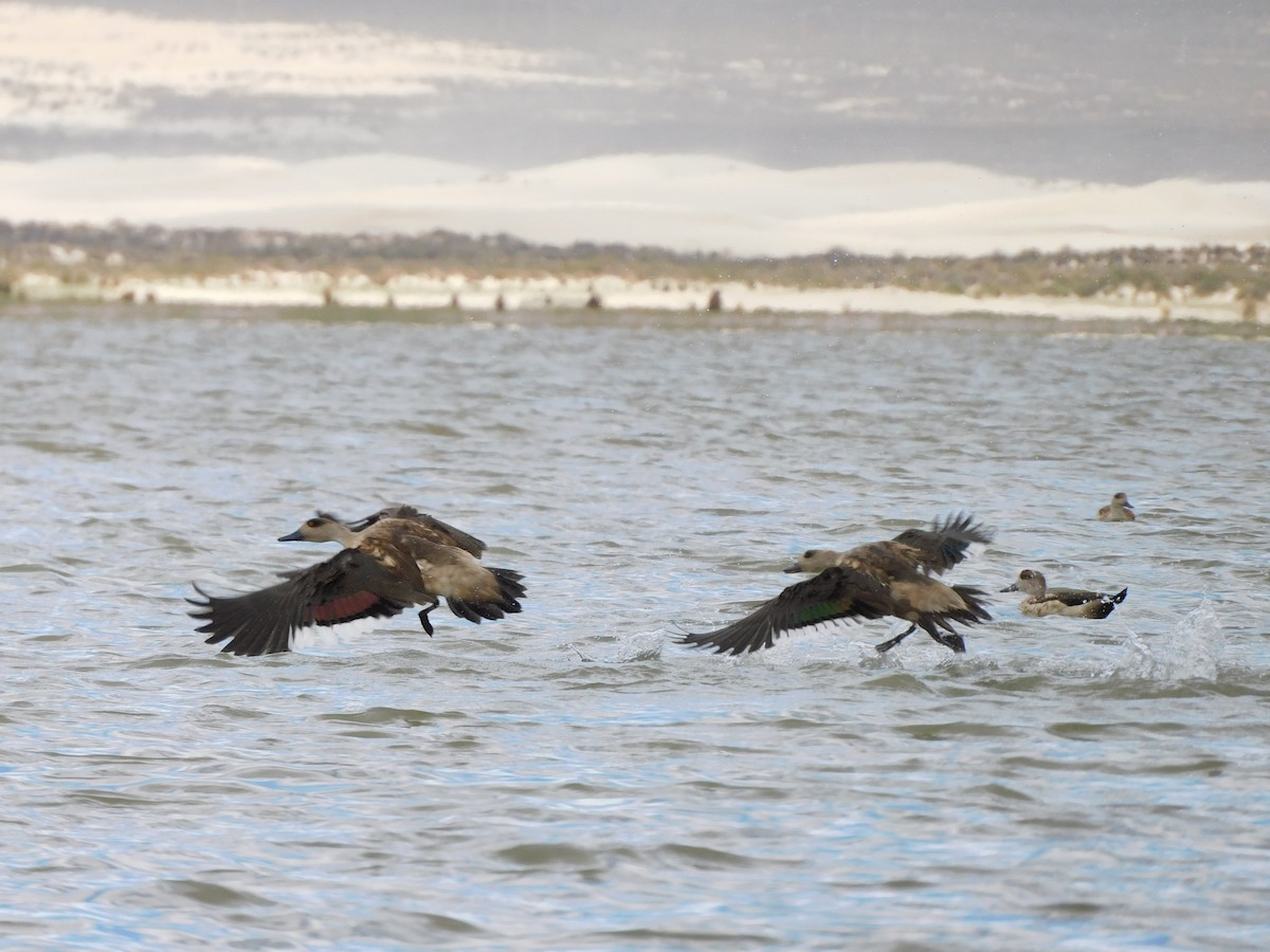 duskand - ML647158299