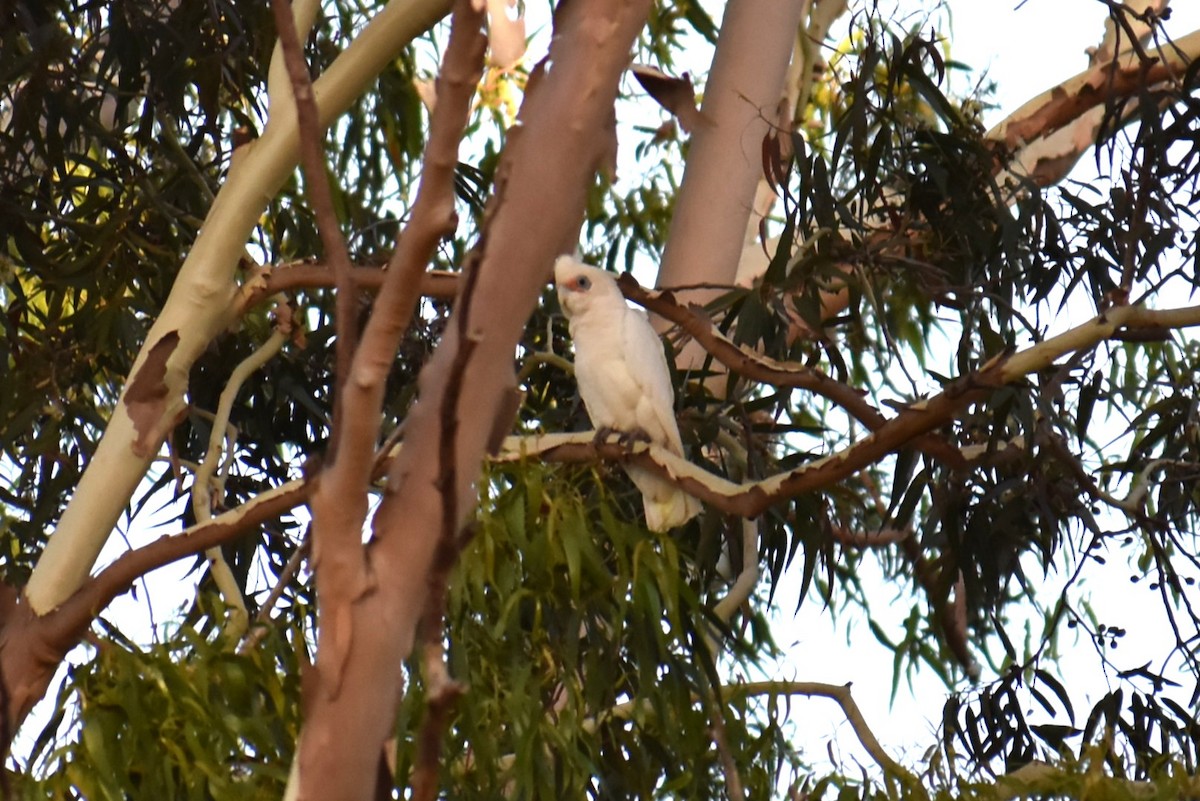 アカビタイムジオウム - ML647158300