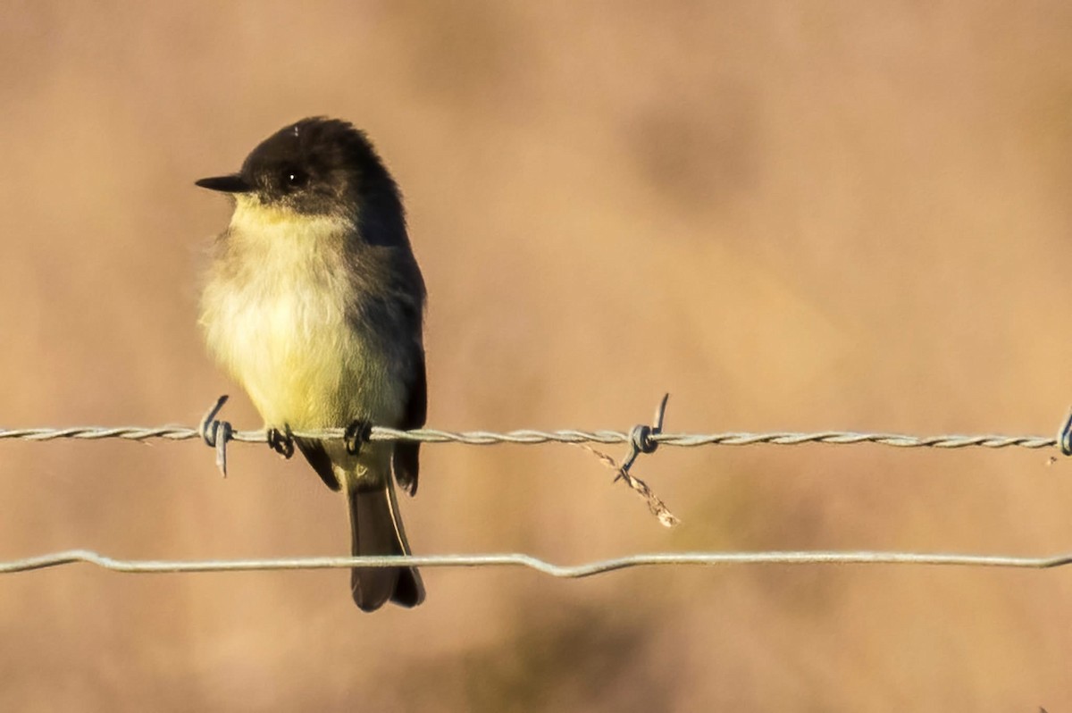 Eastern Phoebe - ML647158301