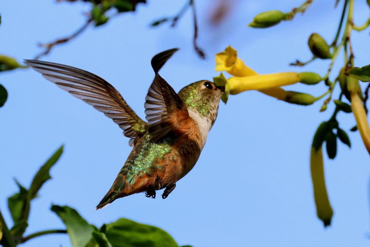 アレンハチドリ - ML647158303