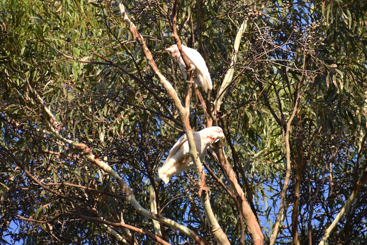 テンジクバタン - ML647158306