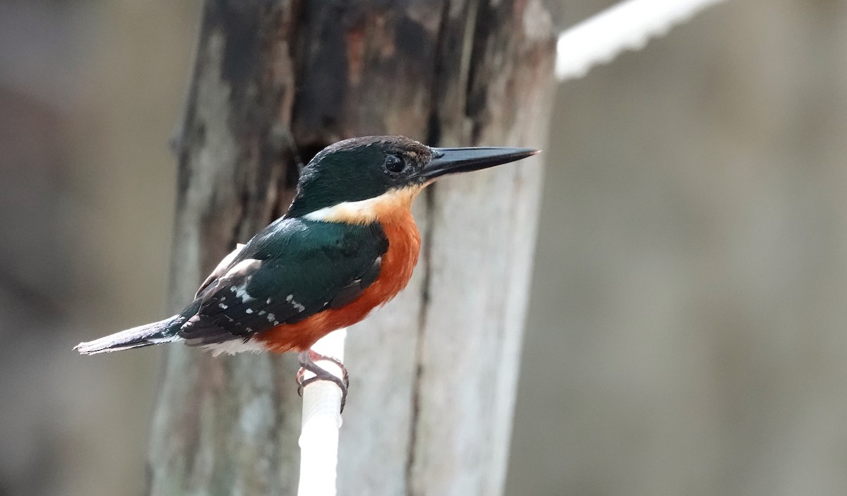 bronseisfugl - ML647158311