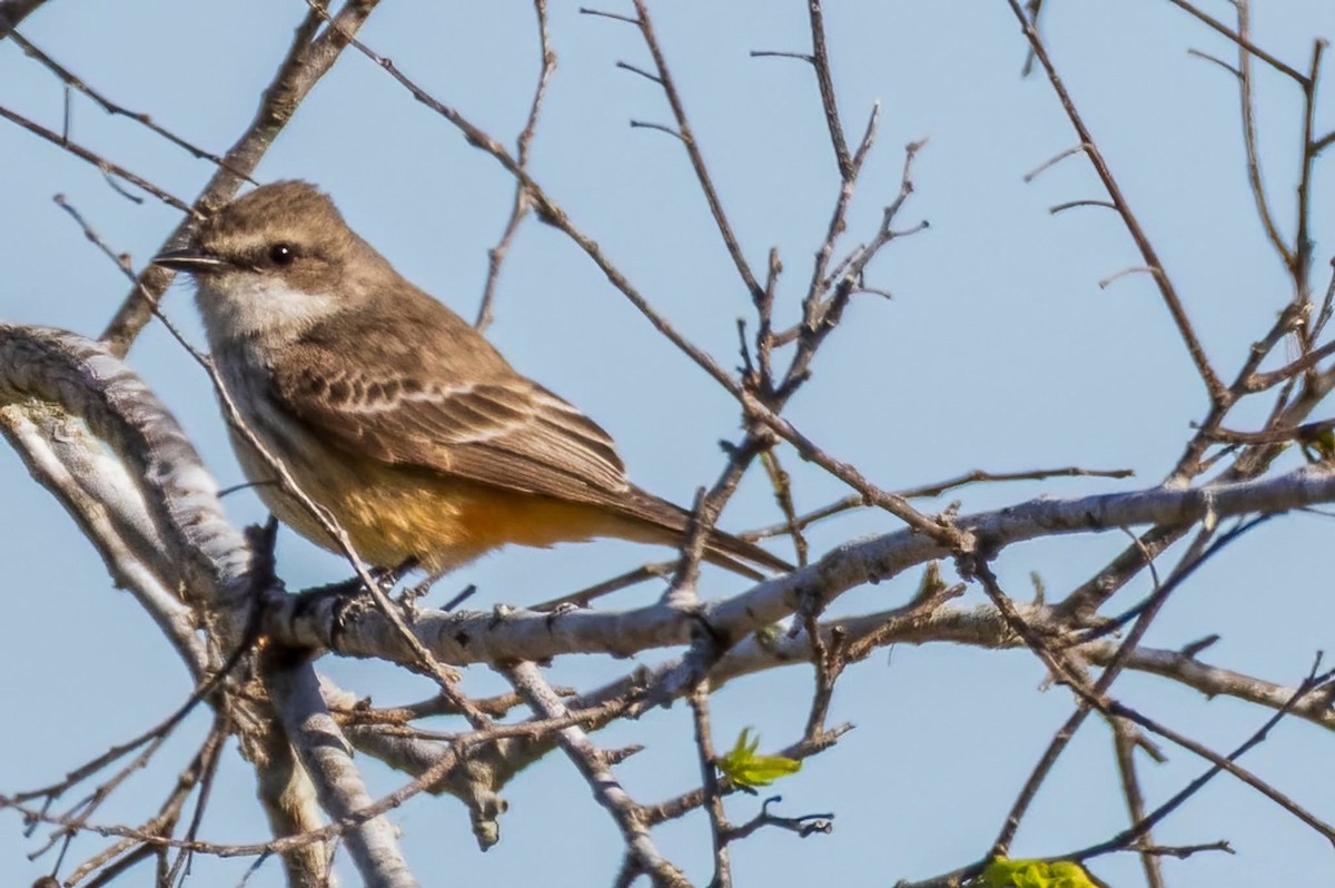 Vermilion Flycatcher - ML647158312