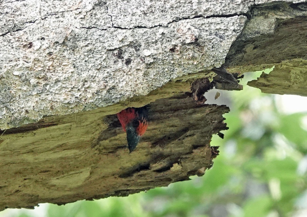 Kara Kolyeli Barbet - ML647158324