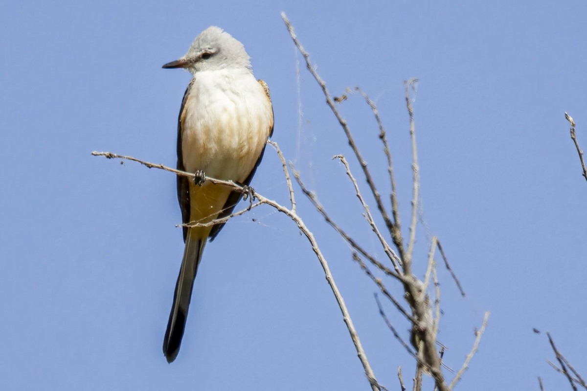 Scissor-tailed Flycatcher - ML647158325