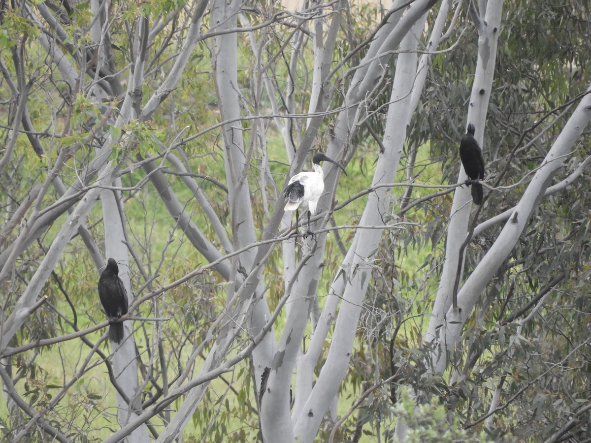 kormorán australský - ML647158328