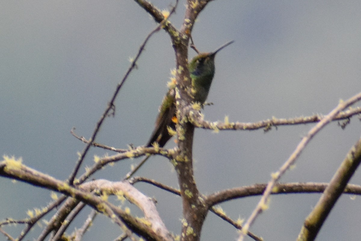 Lesser Violetear - ML647158329