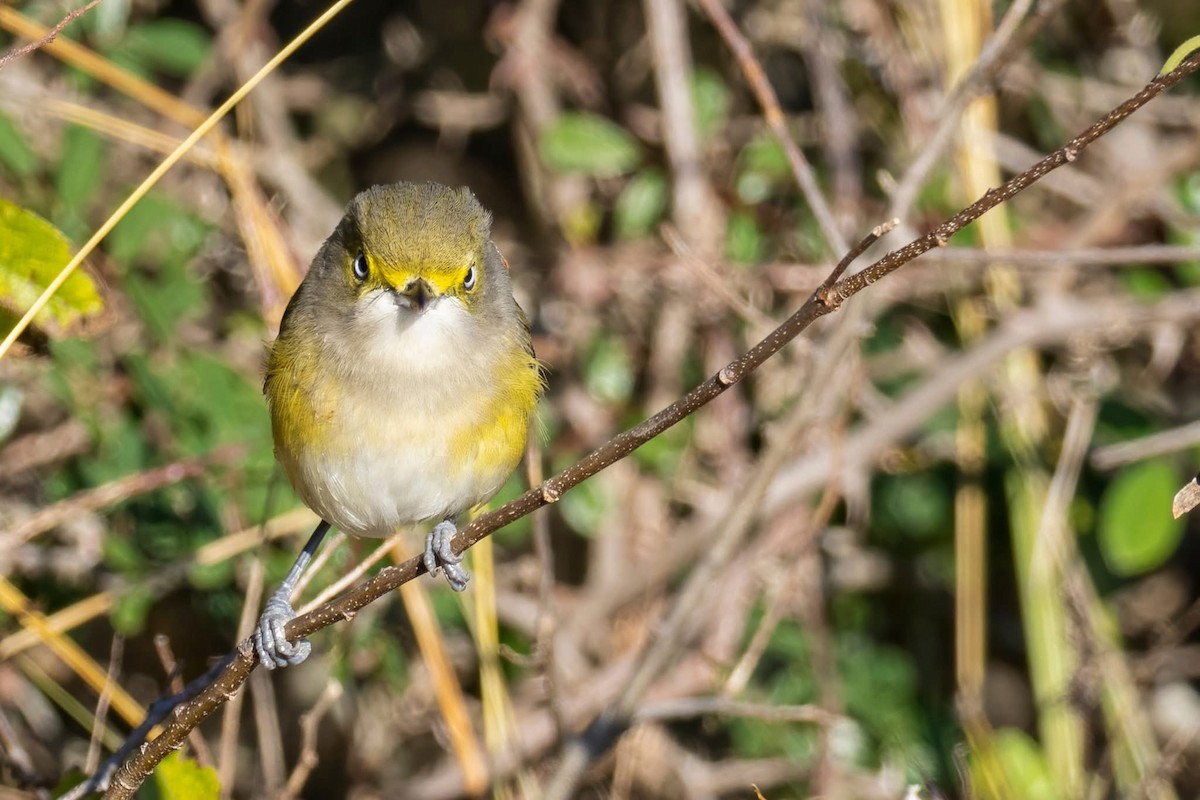 White-eyed Vireo - ML647158334