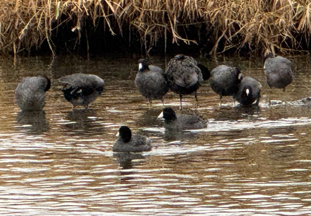 Лиска американська - ML647158340