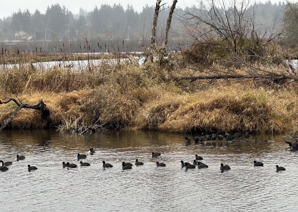 Лиска американська - ML647158341