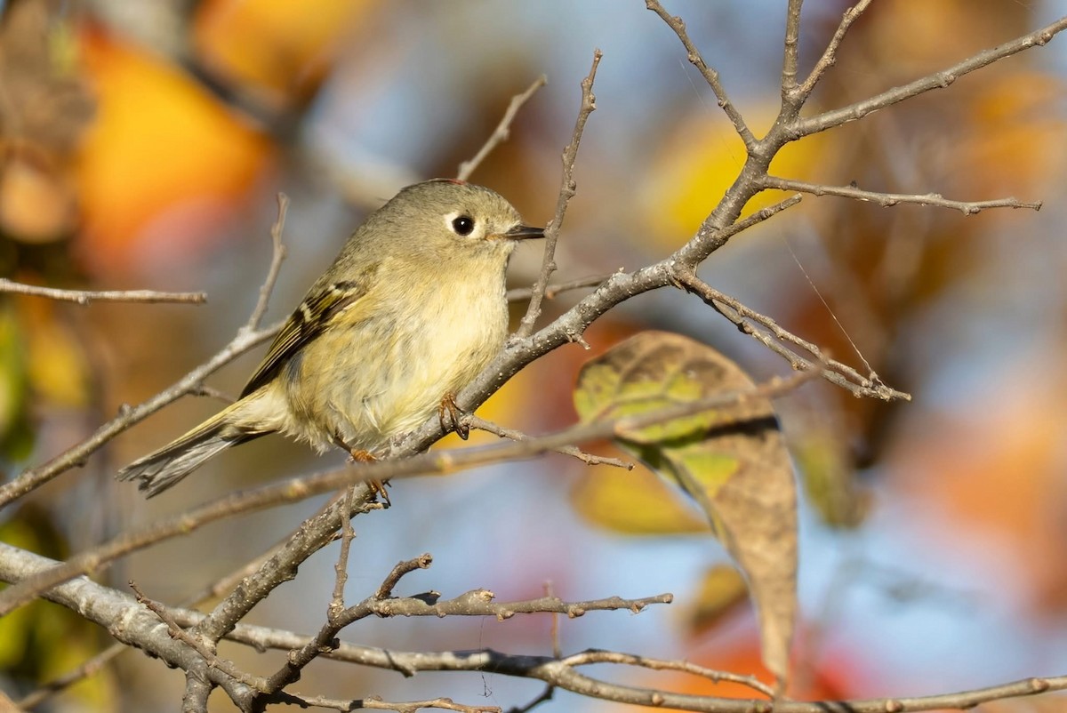 rubinfuglekonge - ML647158345