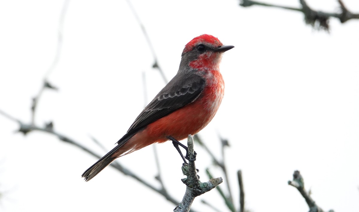 Vermilion Flycatcher (Northern) - ML647158349