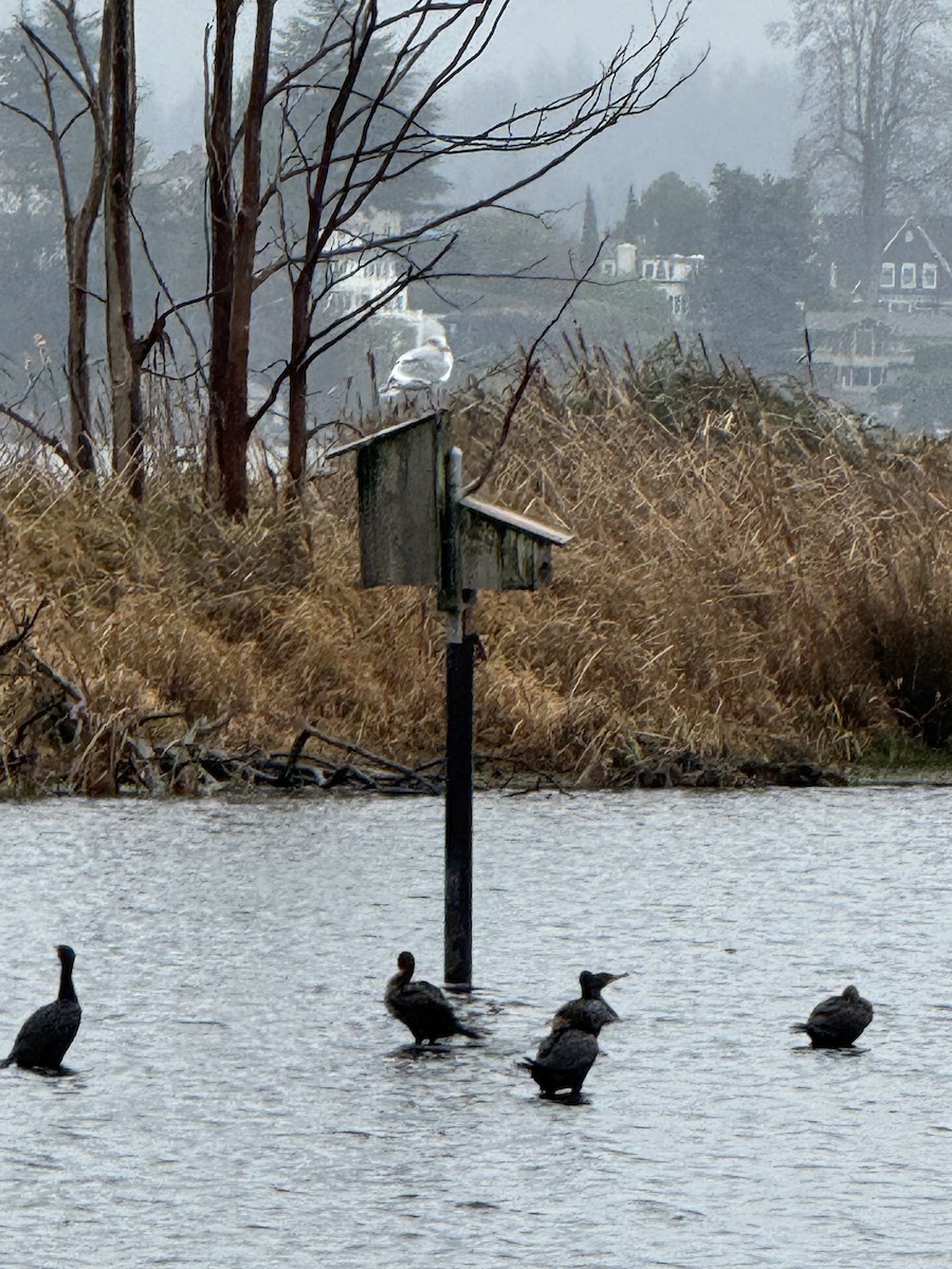 שחף בלתי-מזוהה - ML647158353