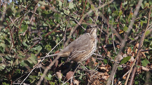 Sage Thrasher - ML647158359