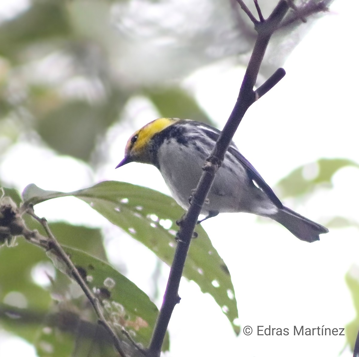 Golden-cheeked Warbler - ML647158363