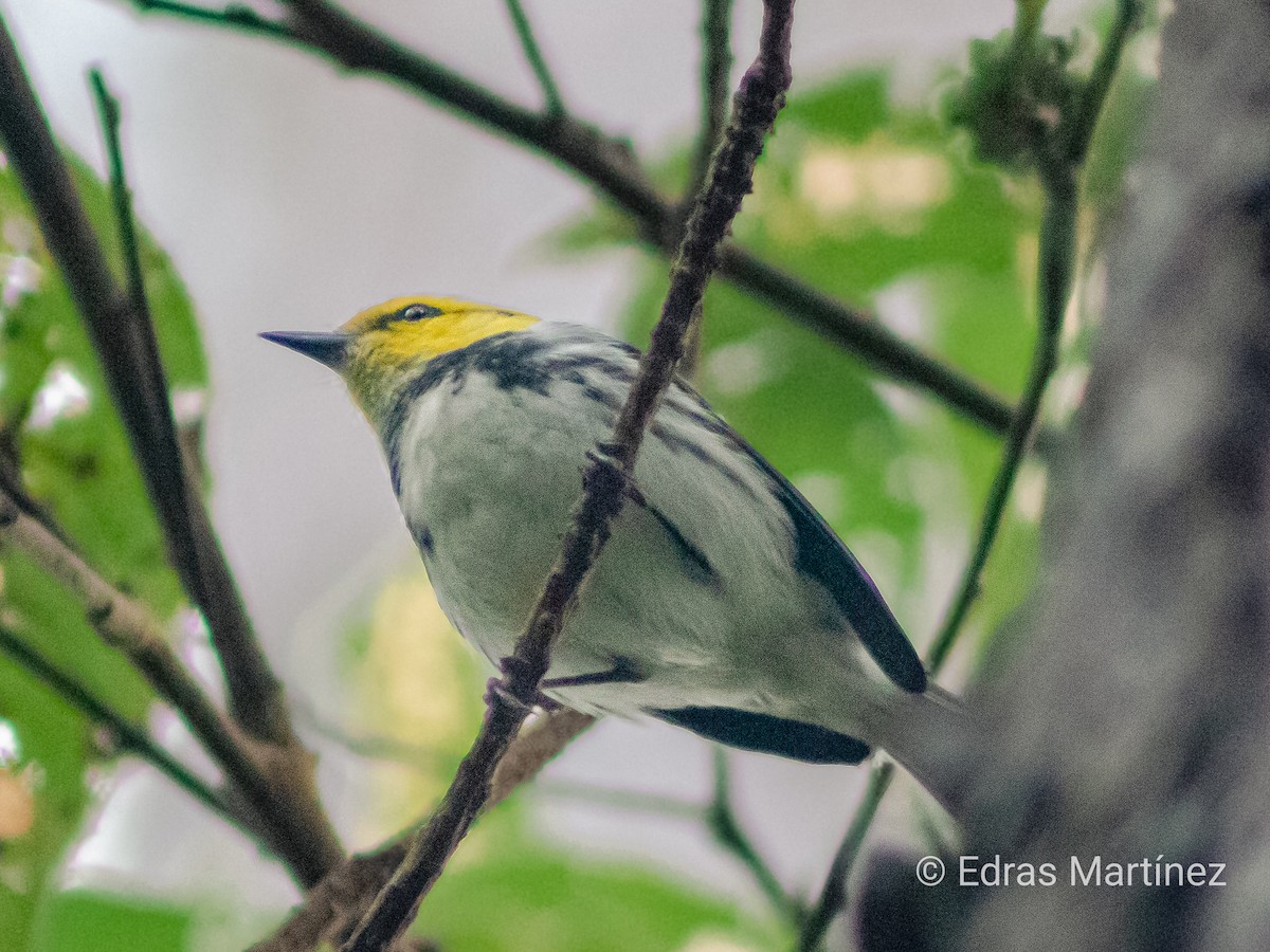 Golden-cheeked Warbler - ML647158364