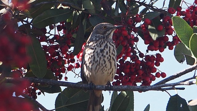 Sage Thrasher - ML647158365
