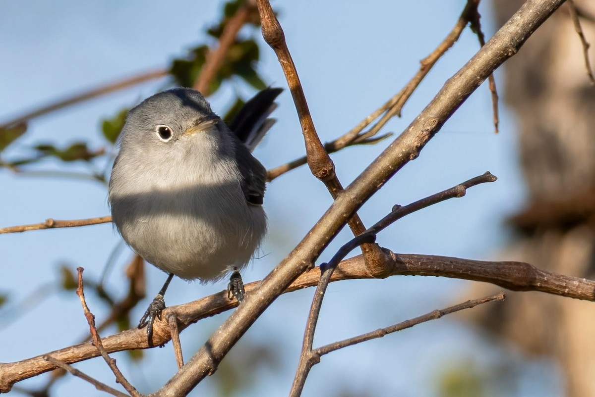 Blue-gray Gnatcatcher - ML647158366