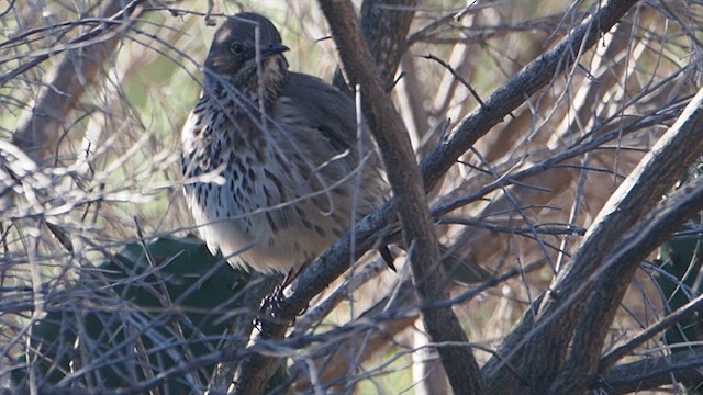 Sage Thrasher - ML647158368