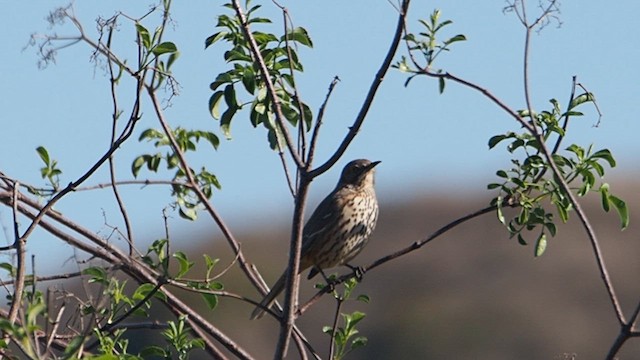 Sage Thrasher - ML647158369