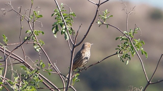 Sage Thrasher - ML647158370