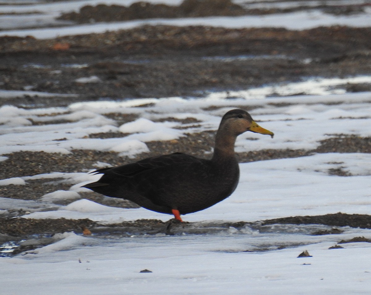 American Black Duck - ML647158372
