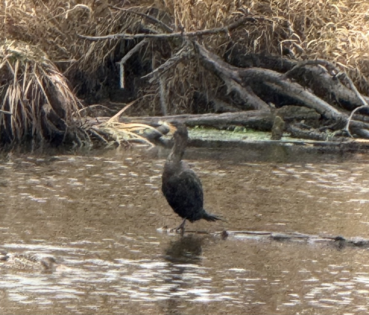 Double-crested Cormorant - ML647158378