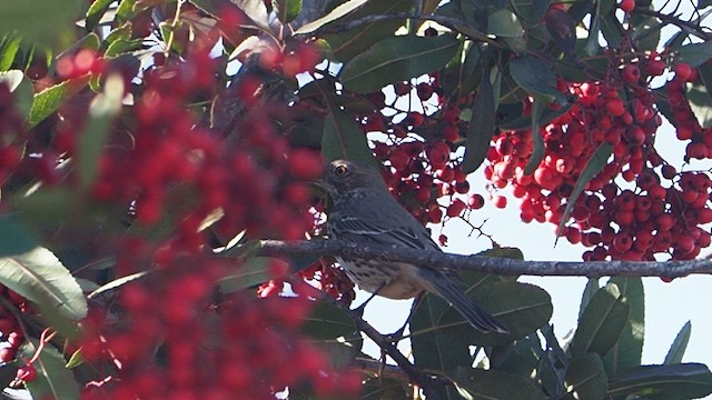 Sage Thrasher - ML647158380