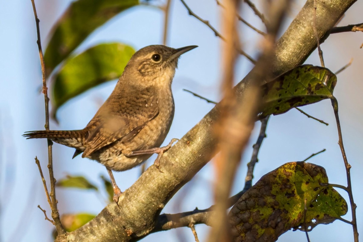 Northern House Wren - ML647158393