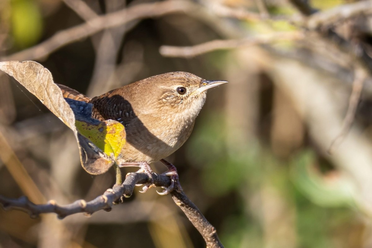 Northern House Wren - ML647158394