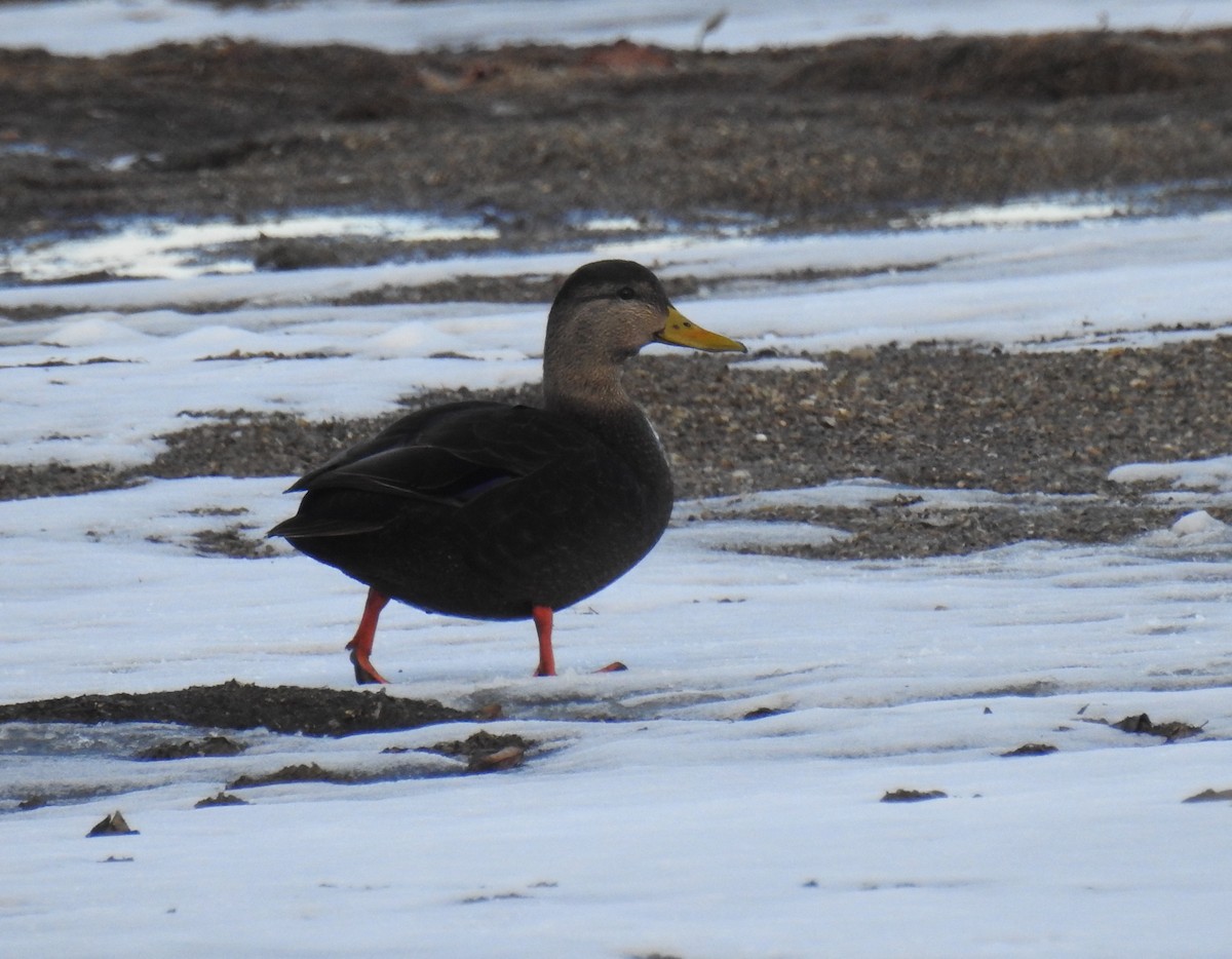 American Black Duck - ML647158397