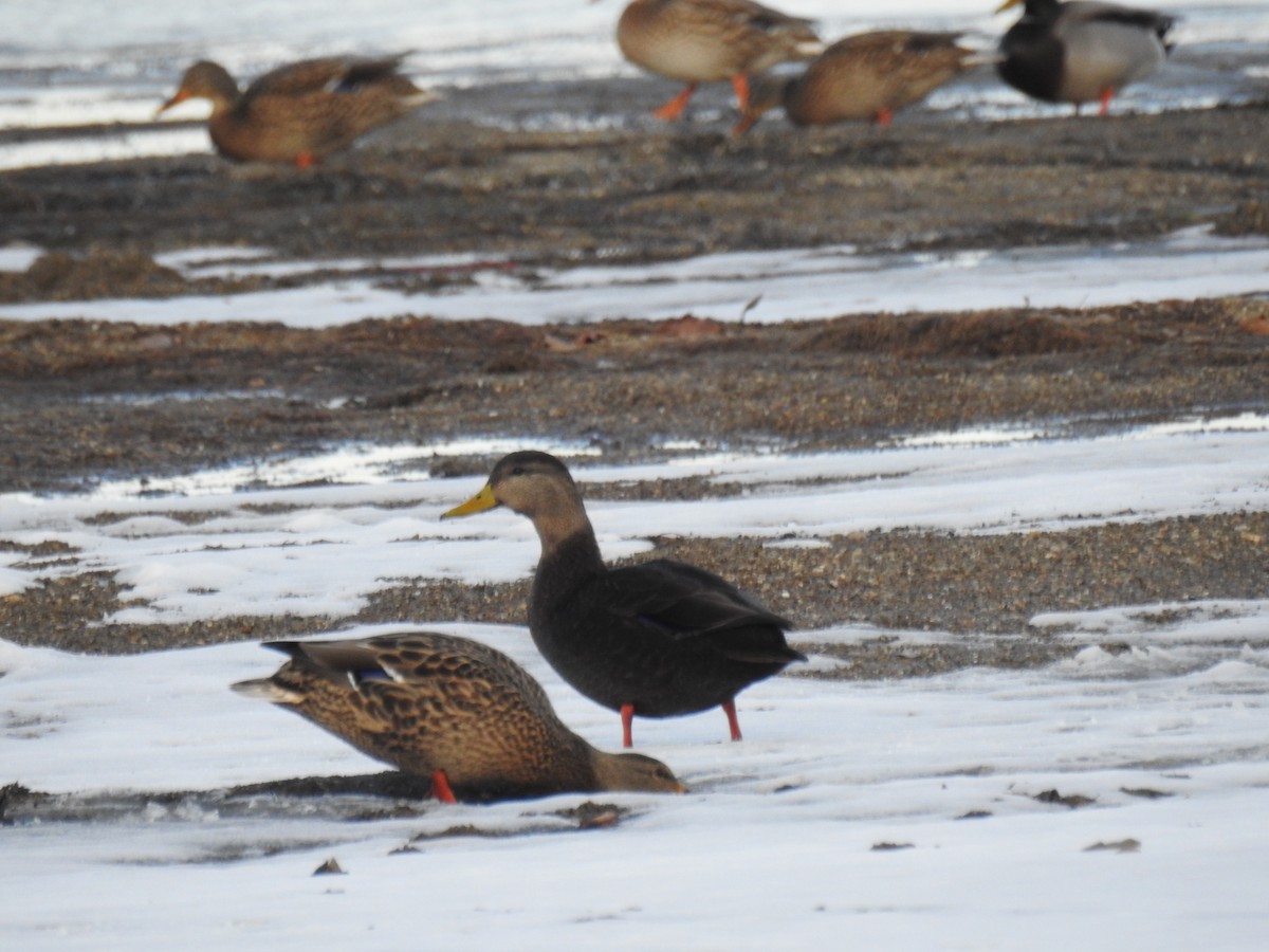 American Black Duck - ML647158398