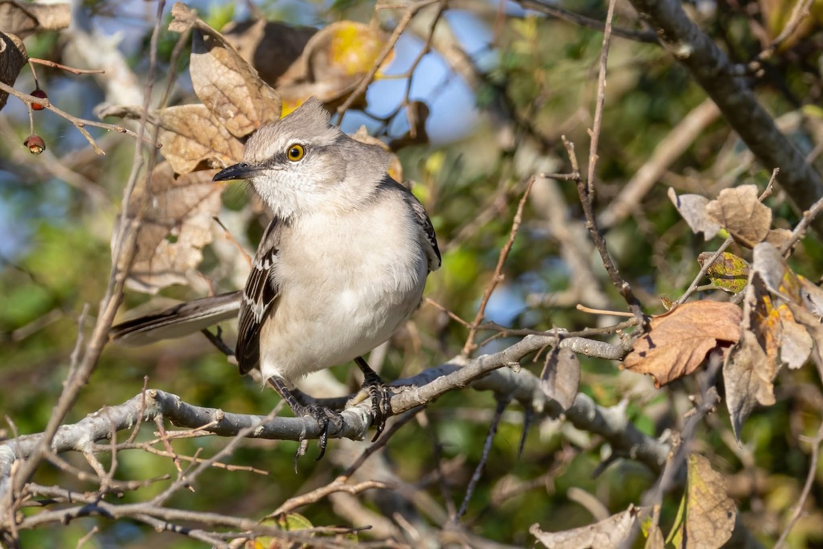 Northern Mockingbird - ML647158402