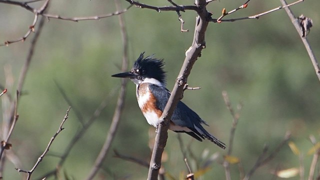 Belted Kingfisher - ML647158412